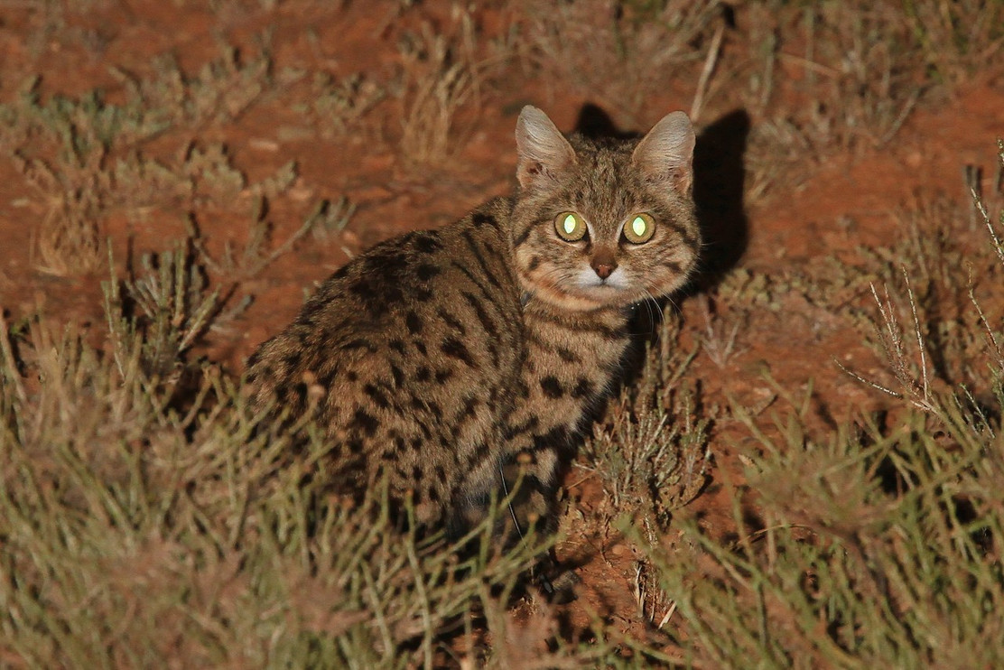 Black-footed cat